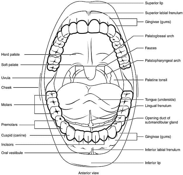 tongue and lip tie position