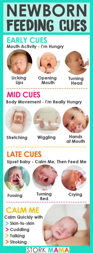 newborn feeding cues